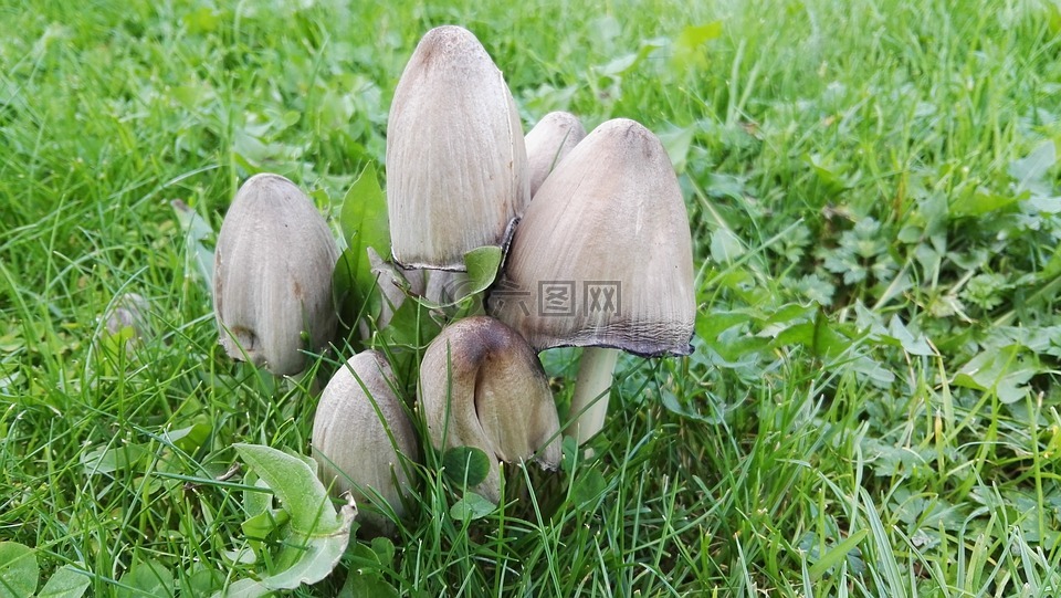 蘑菇,草地,秋季