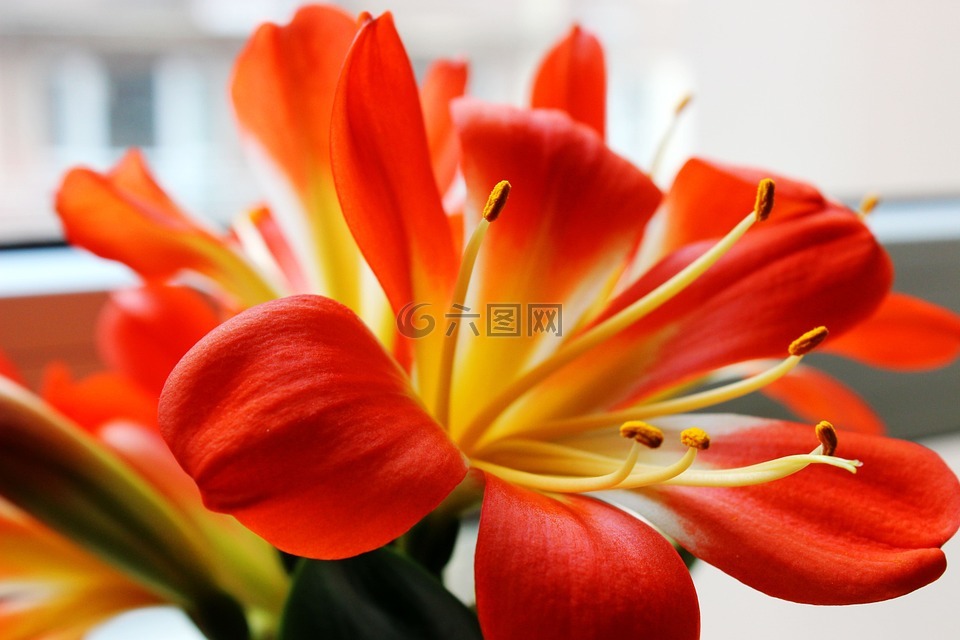 君子蘭,鮮花,花瓣