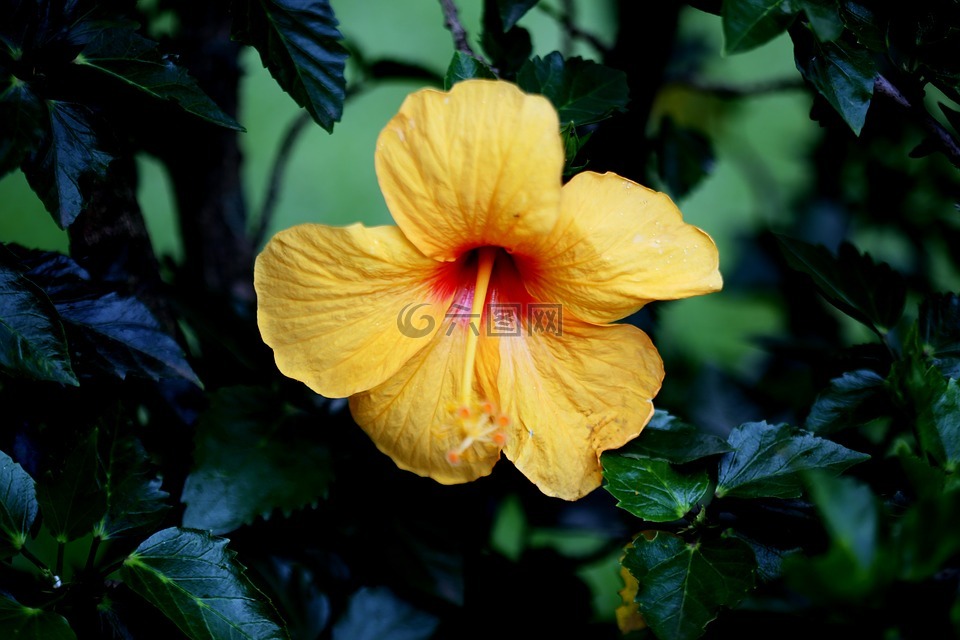 芙蓉花,黄色,自然