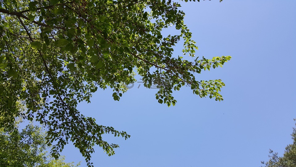 天空,秋天的天空,树叶