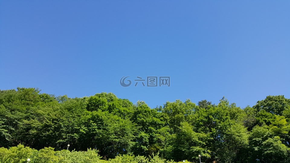 天空,秋天的天空,森林