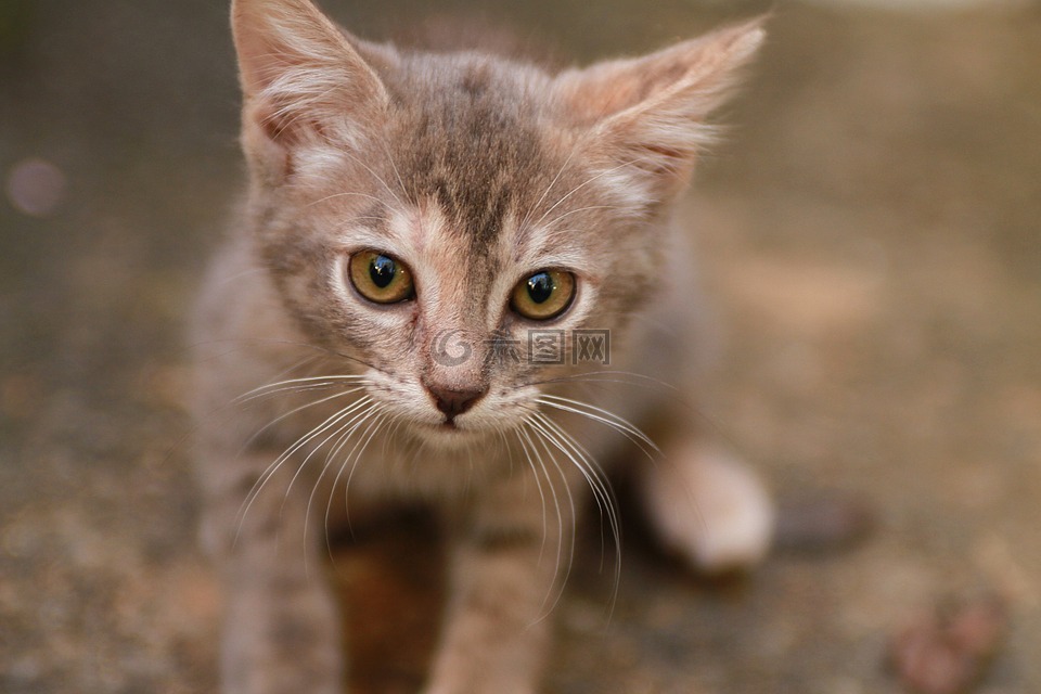 小猫,可爱,猫的