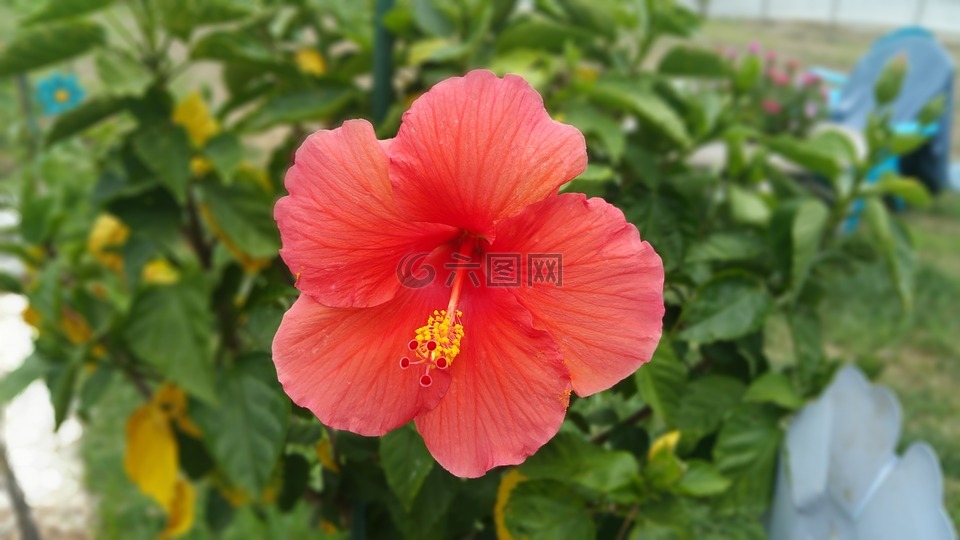 花,花園,粉紅色
