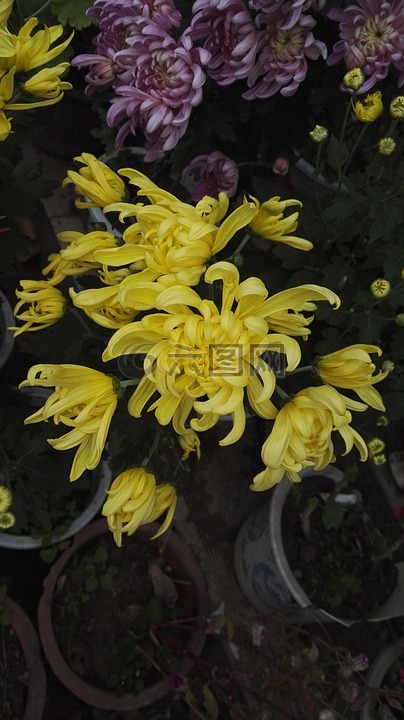 花,綠色,黃色