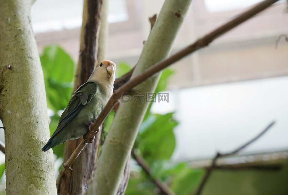 鸚鵡,鳥,動(dòng)物