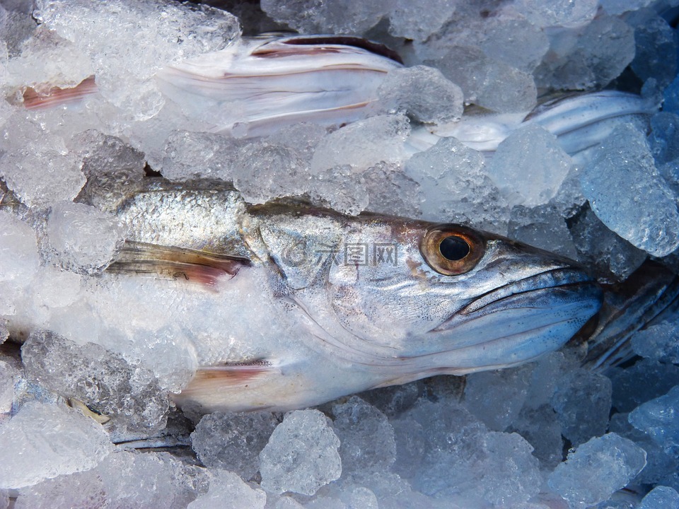 無須鱈,魚,鮮魚