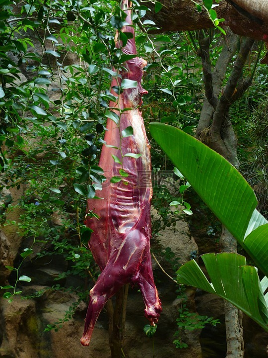 屠體,動物尸體,飼喂的食肉動物