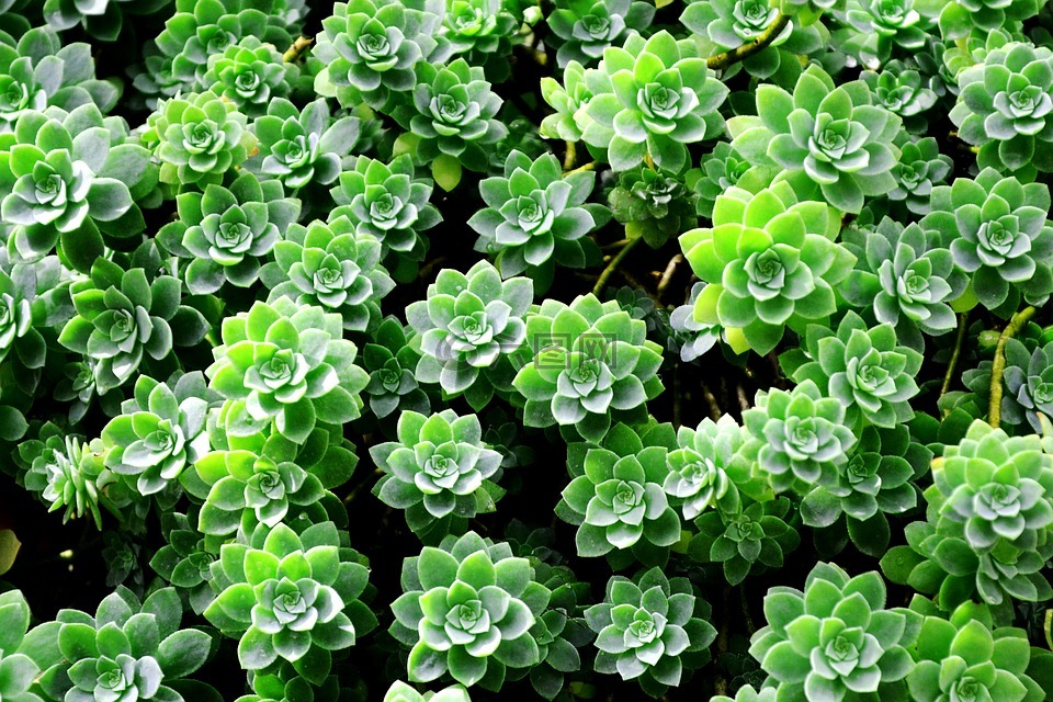 植被,植物,葉