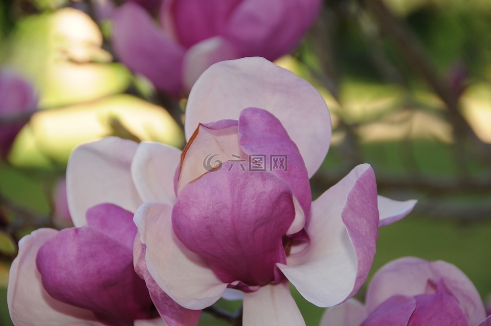 玉蘭樹(shù),花,開(kāi)花的樹(shù)