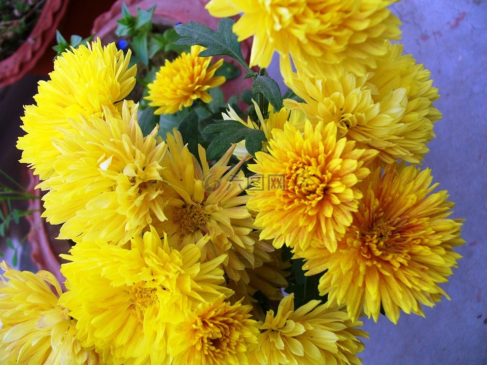 黃色,鮮花,束