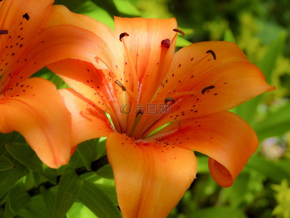 feuerlilie,百合 bulbiferum,花