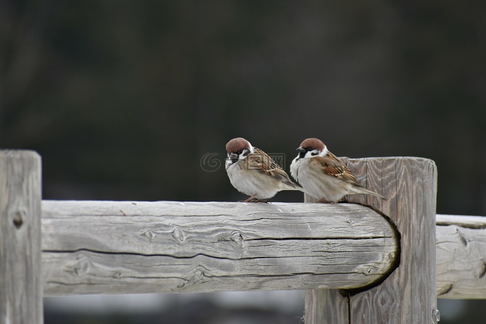 動物,木材,鳥