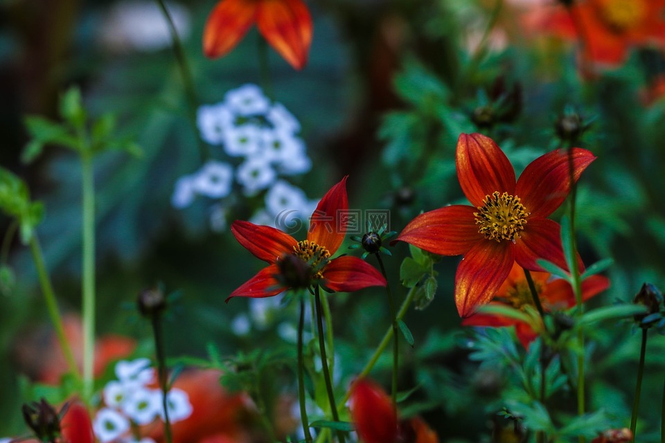 花園里的花,花,花園