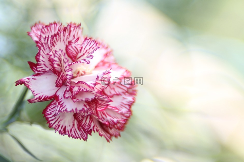 康乃馨,花,粉紅色