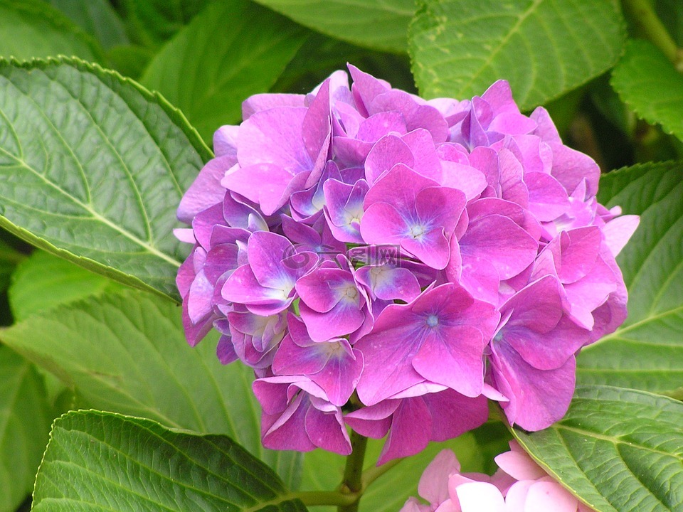 花,花園,開花