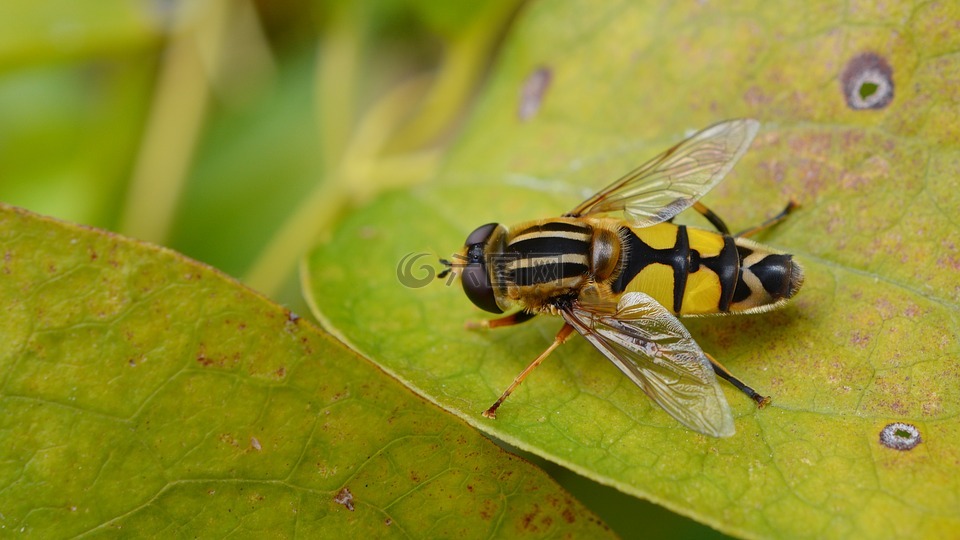 飛,hoverfly,性質(zhì)