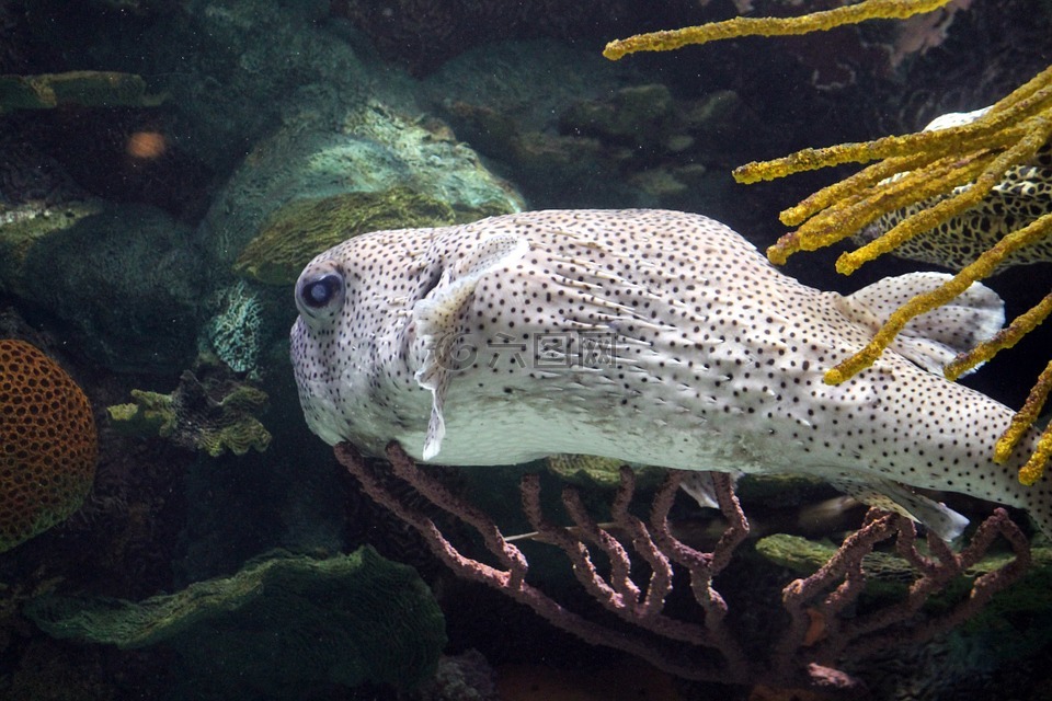 鱼,水,水族馆