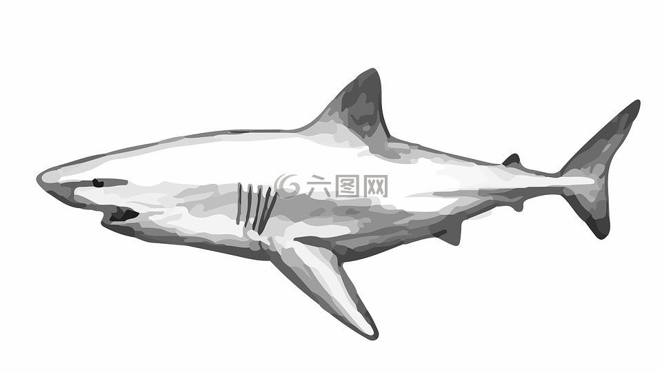 鯊魚,魚,狗