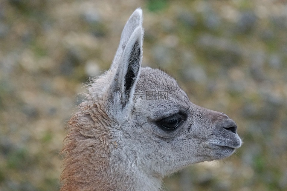 南美野生羊駝,年輕的動物,paarhufer