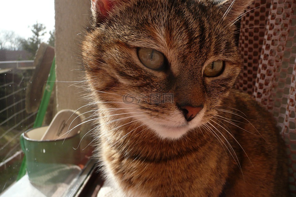 貓,背景,動物