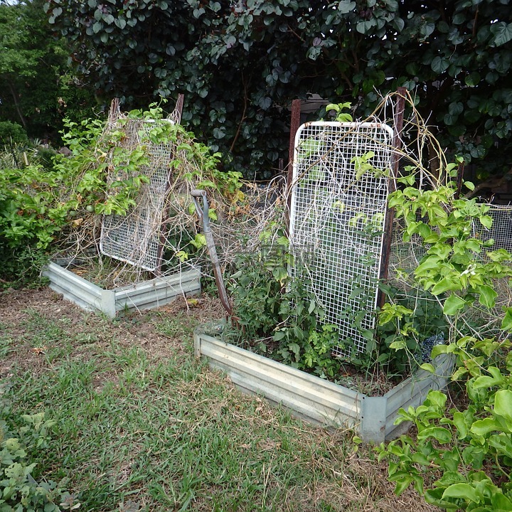 以上增長,花園,雜草