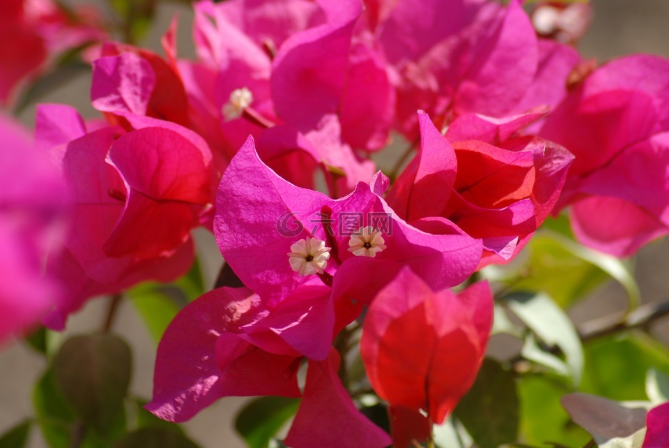 鮮花,樹,buganbilia