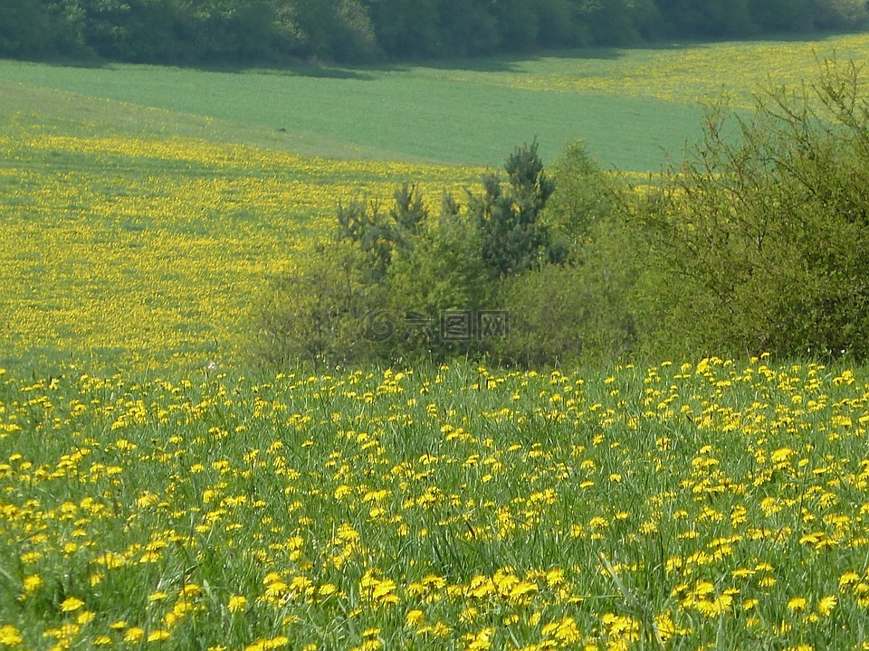 春天的草地,蒲公英,鮮花