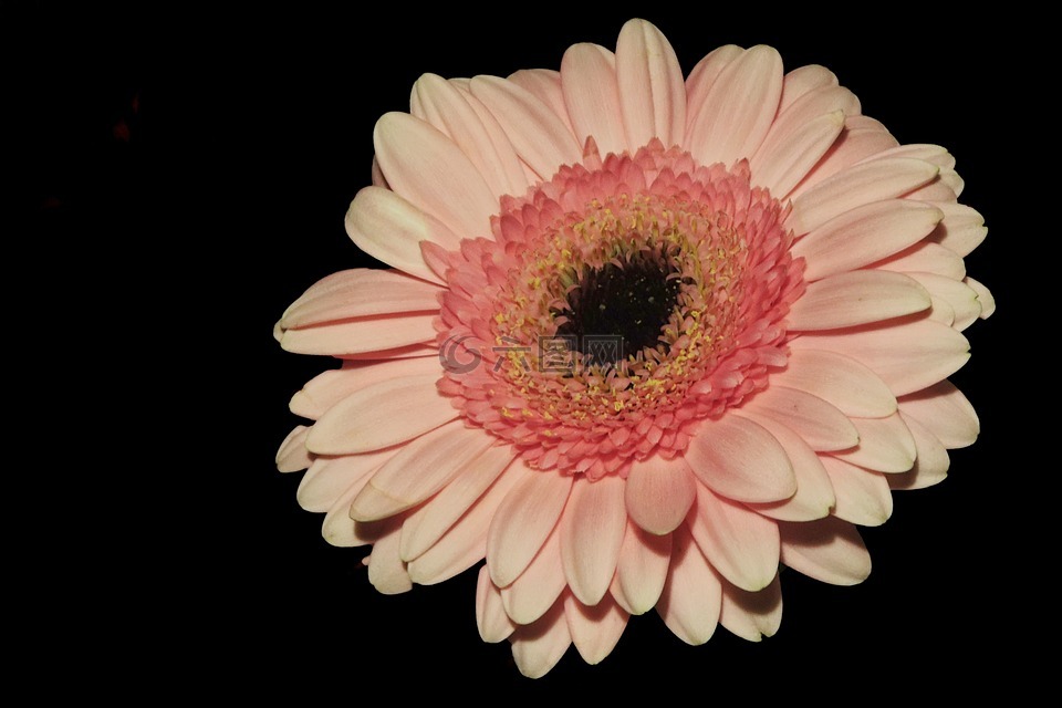 非洲菊,開花,橙