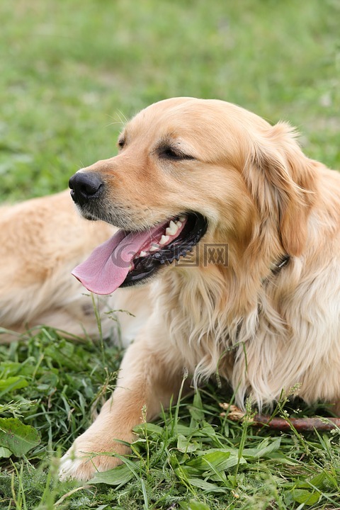 狗,金毛獵犬,在免費