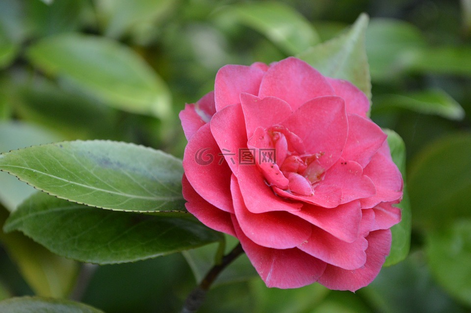 茶花,鮮花,布什