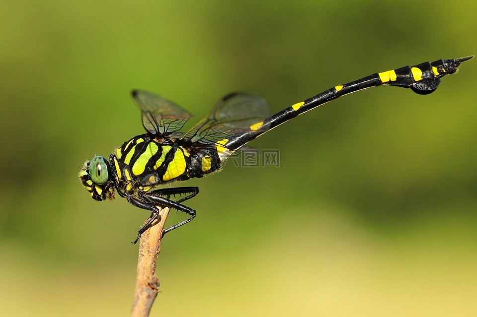 昆虫,蜻蜓,坐高清图库素材免费下载(图片编号:6561318