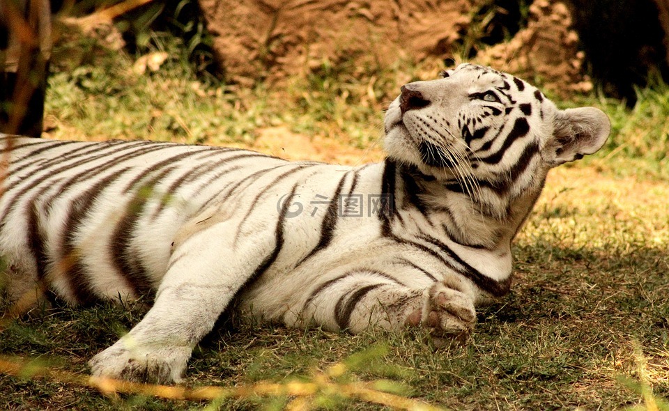 虎,動物,動物園