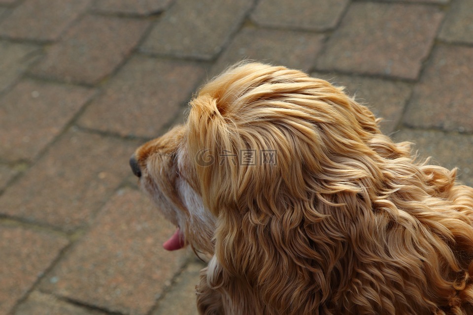 狗,pup,紋理