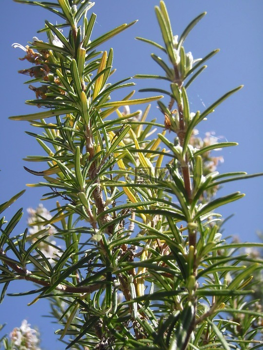 迷迭香,rosmarinus,藥用