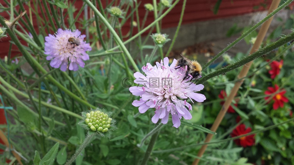 昆蟲,花園,夏天