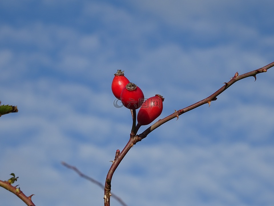 玫瑰果,水果,紅色