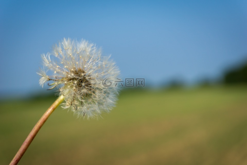 天空,花,浪漫