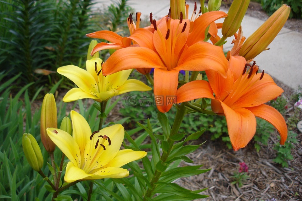 鮮花,百合,花的