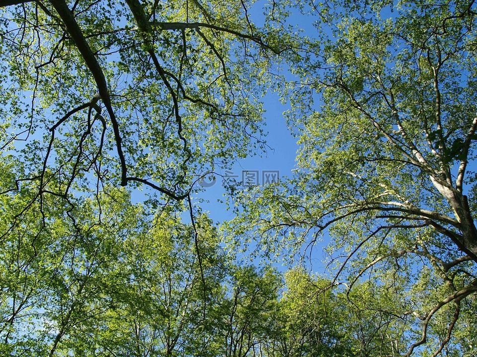 性质,树,天空