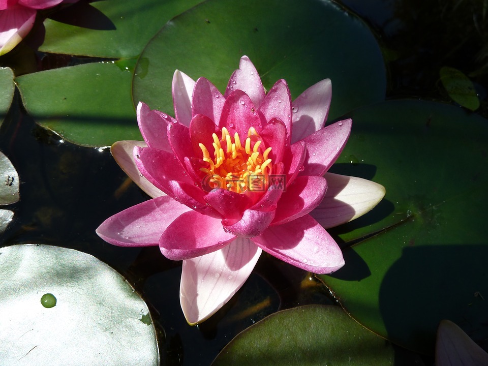 水百合,母馬,水生植物