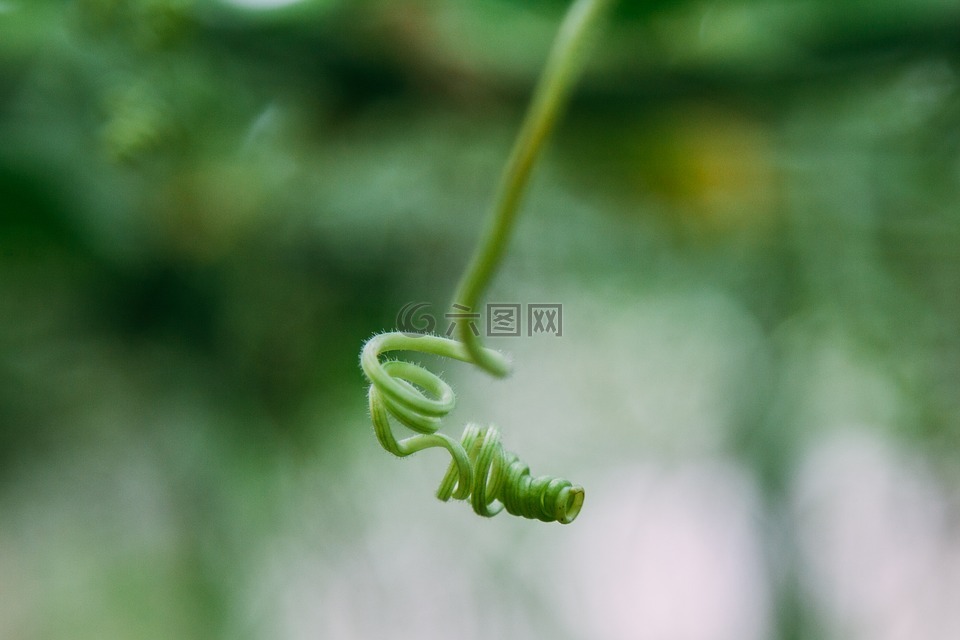 花,黛西,開(kāi)花