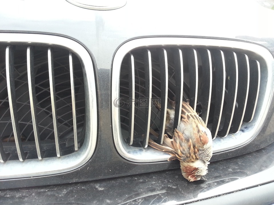 野生的意外,鳥(niǎo),車(chē)輛燒烤