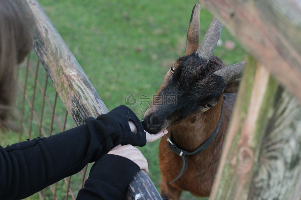動物,山羊,飼料