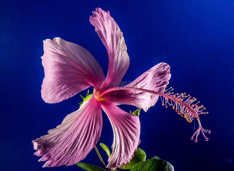 芙蓉,開花,花