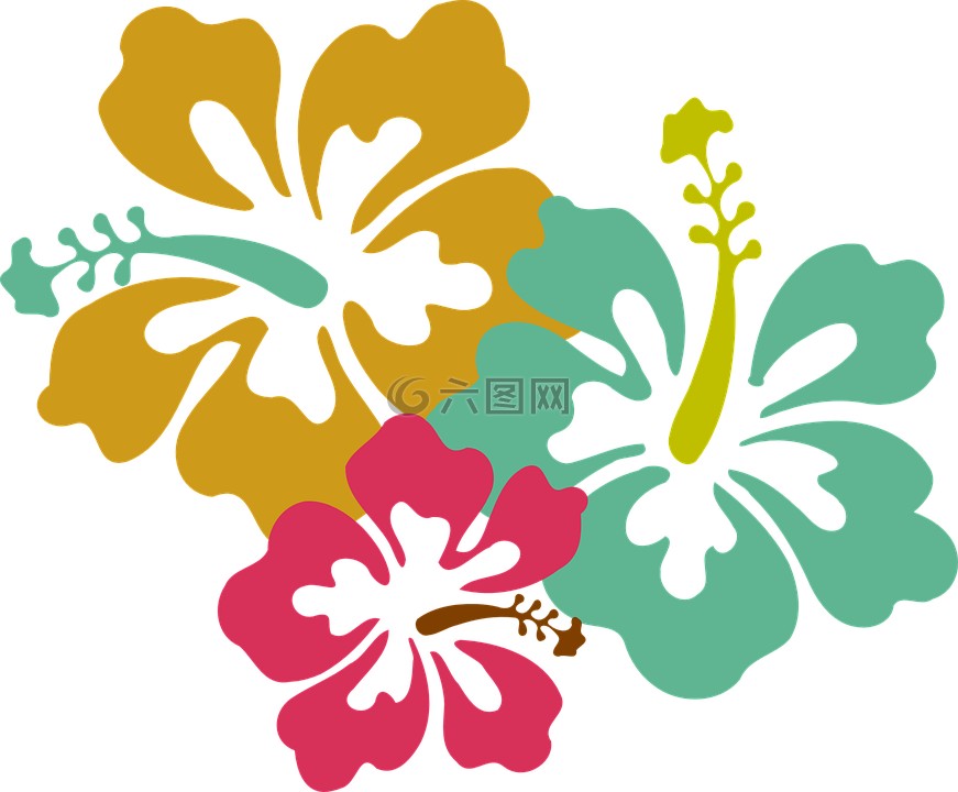 花,槿,粉紅色