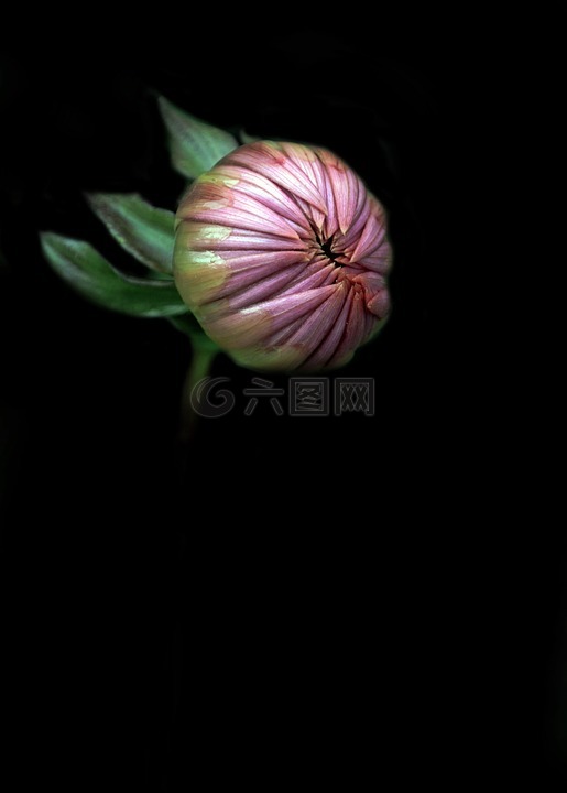 花,芽,告別