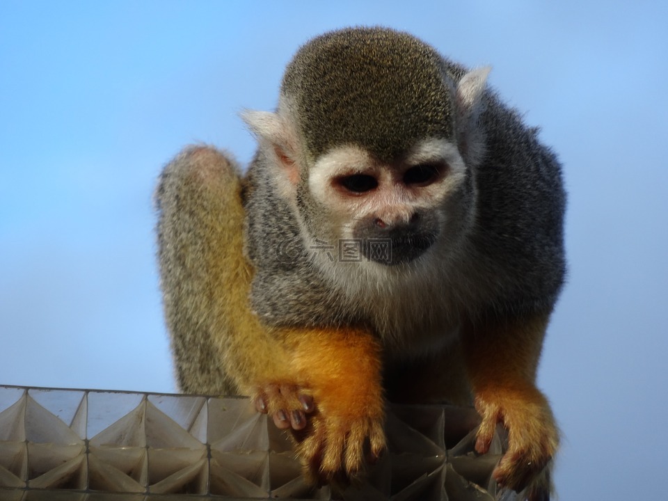 蜘蛛猴,動(dòng)物園,猴子