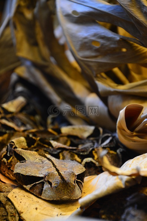 性質(zhì),禮物,加蓬蝰蛇