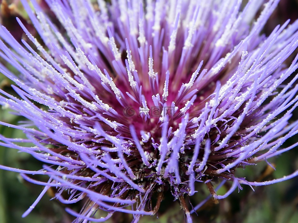 开花,牛油果,紫