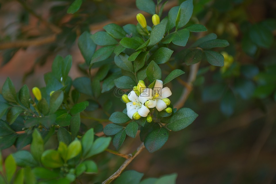 性質(zhì),植物,葉